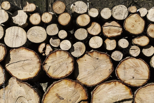 Obraz  Trees in vejle