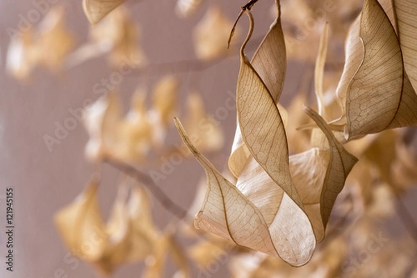 Fototapeta Welke Blätter