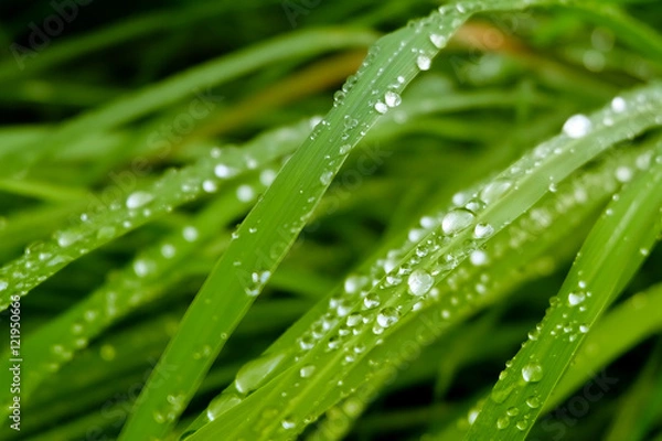 Fototapeta dew drops on grass, green gradients effect