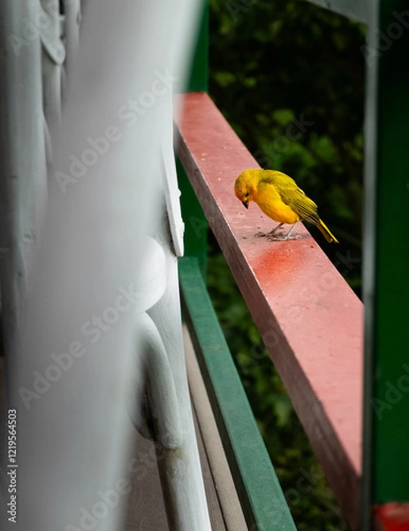 Obraz Bird looking down in colour