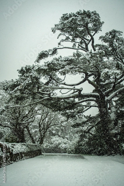 Obraz snow covered trees and bushes