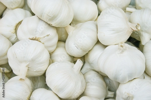 Obraz garlic
