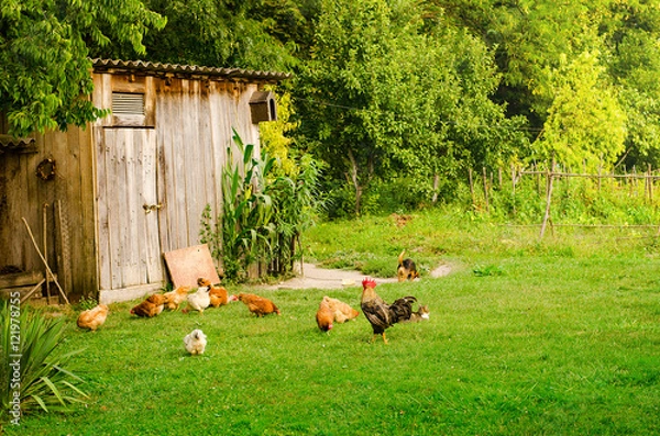 Obraz Domestic animals in farmyard