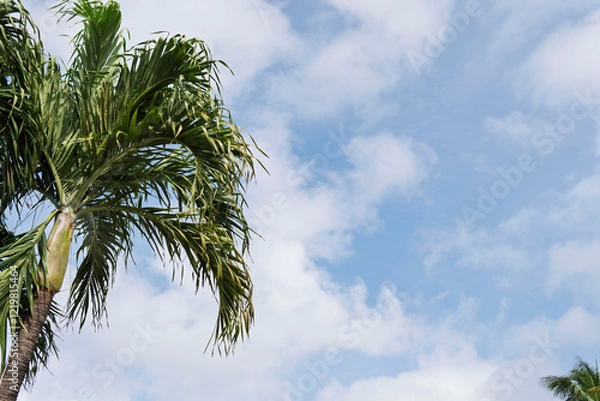 Obraz palm trees against blue sky