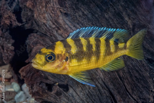 Fototapeta Portrait of cichlid fish (Pseudotropheus crabro) in aquarium