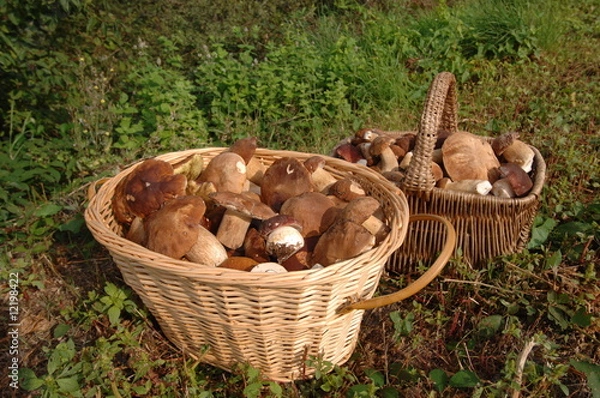 Fototapeta cèpe