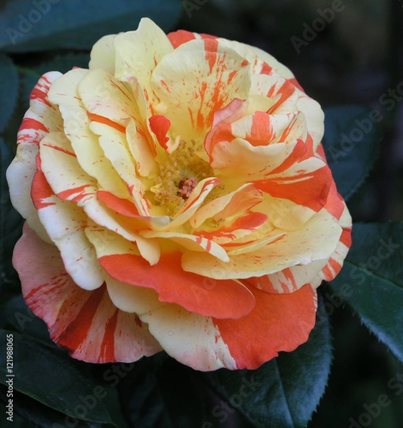 Obraz oranges and lemons