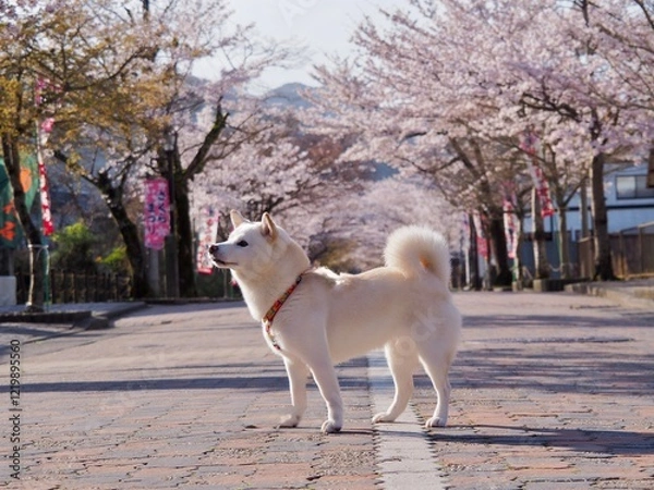Fototapeta 犬、柴犬、白柴、白、桜、桜並木、サクラ、さくら、参道、春、空、可愛い、谷汲山華厳寺、ソメイヨシノ、岐阜県、岐阜、揖斐川町、花、自然、風景、植物、動物、日本、晴れ、愛犬、ペット、いぬ、イヌ、満開、花びら、かわいい、ピンク、お散歩、屋外、お花見、散歩、和犬、日本犬、花見、4月、コピースペース、家庭犬