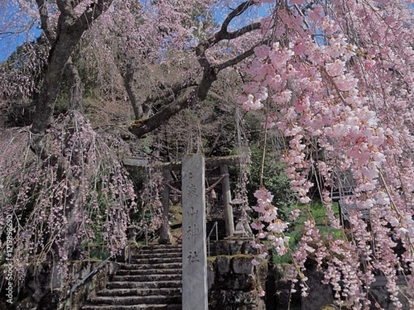 Obraz 森山神社の満開の枝垂れサクラ