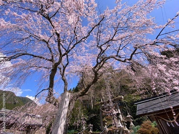 Fototapeta 森山神社の満開の枝垂れサクラ