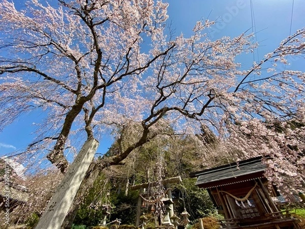 Fototapeta 森山神社の満開の枝垂れサクラ