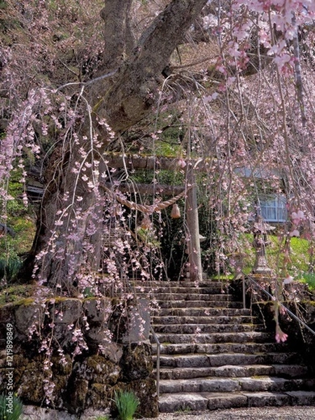 Obraz 春の陽射しを浴びる満開のシダレザクラ