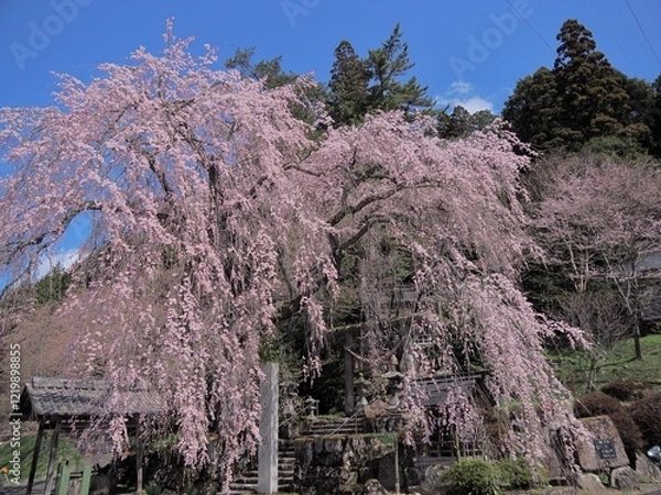 Obraz 森山神社の満開の枝垂れサクラ