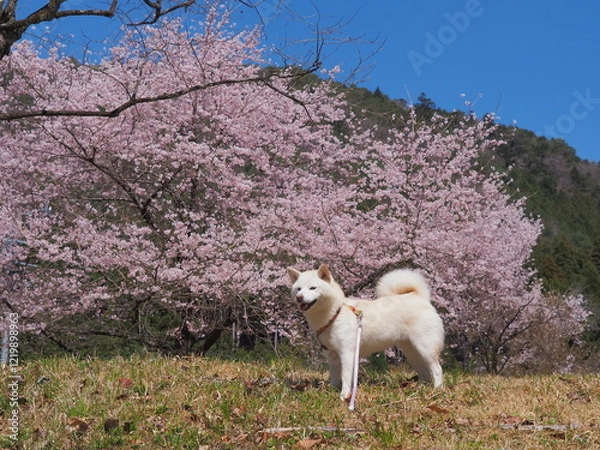 Fototapeta 桜と犬と青い空