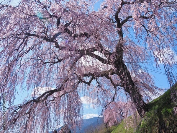 Fototapeta 岐阜県下呂市はぎわら桜まつり　岩太郎のしだれ桜