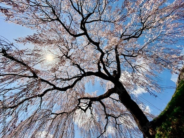 Fototapeta 岐阜県下呂市はぎわら桜まつり　岩太郎のしだれ桜