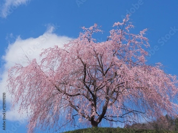 Fototapeta 岐阜県下呂市はぎわら桜まつり　岩太郎のしだれ桜