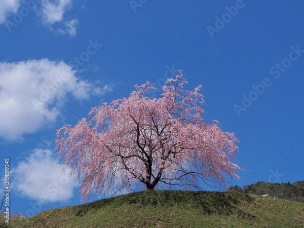 Obraz 岐阜県下呂市はぎわら桜まつり　岩太郎のしだれ桜