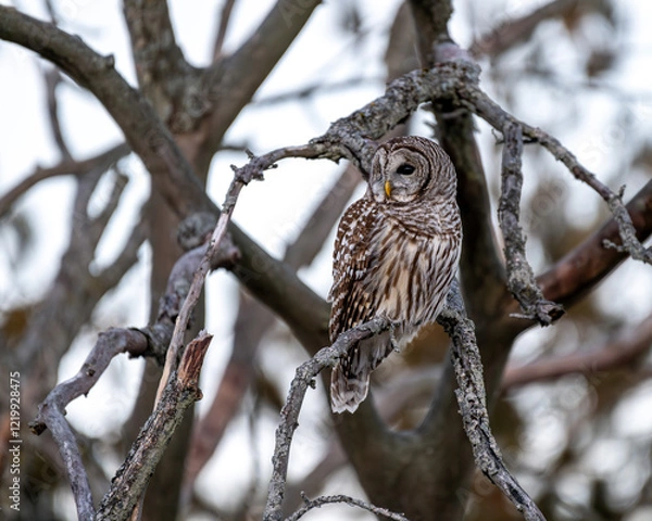 Fototapeta barred owl