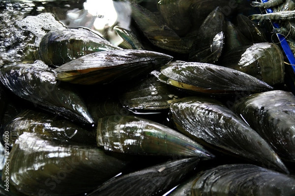 Obraz 근접촬영한 키조개