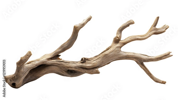Fototapeta branch of dry tree isolated on transparent white background, clipping path