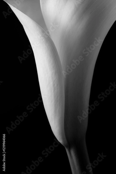 Fototapeta セクシーな　花