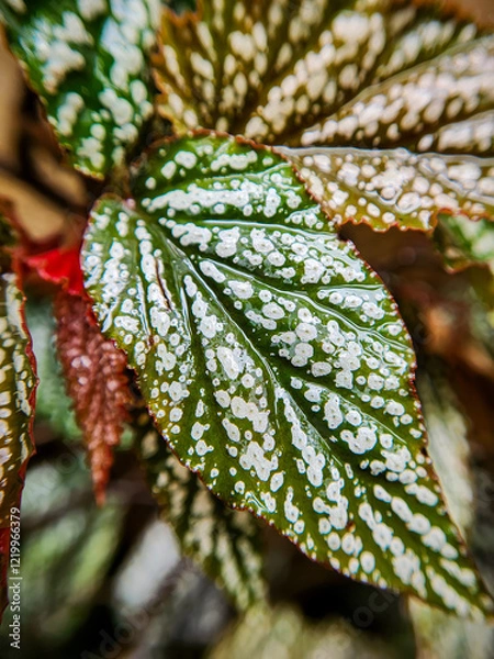 Obraz Beautiful Rex Begonia growing at home