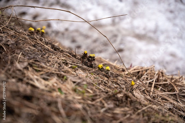 Obraz フクジュソウ