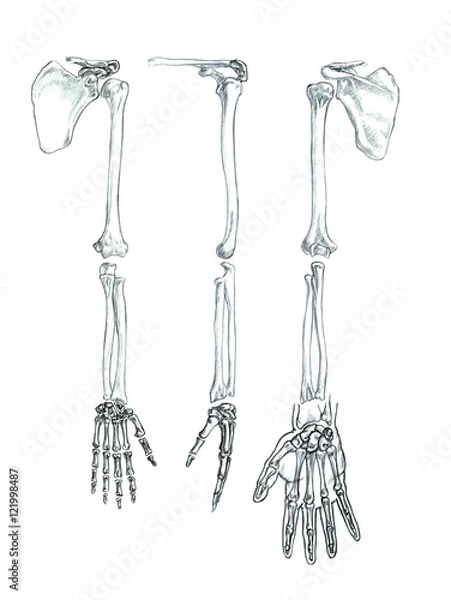 Fototapeta Hand drawn medical illustration drawing with imitation of lithography: Bones of the upper extremity 