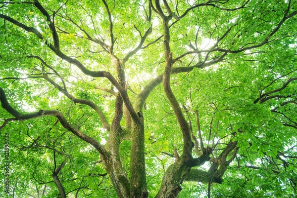 Fototapeta クスノキ, エコロジーイメージ