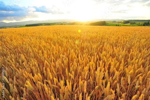 Fototapeta Wheat Fields at Sunset