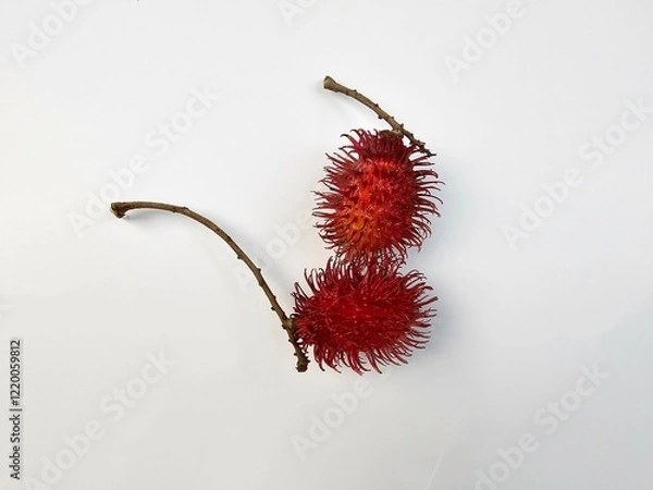 Fototapeta Rambutan Fruit on a White Background, closeup of rambutan on a white background