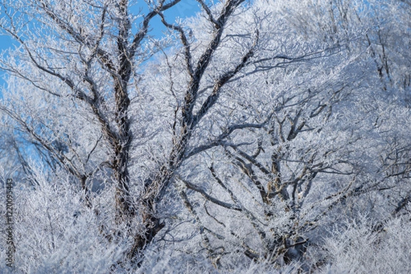 Fototapeta 美しい霧氷の木々と青空