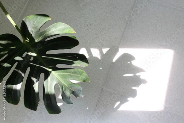 Obraz Monstera leaf and its shadow