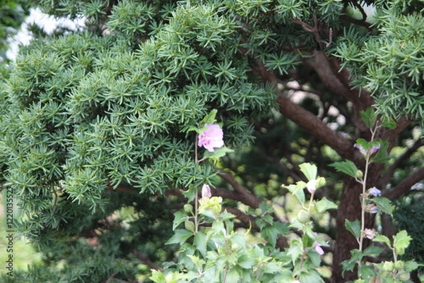 Obraz 삿포로 여행