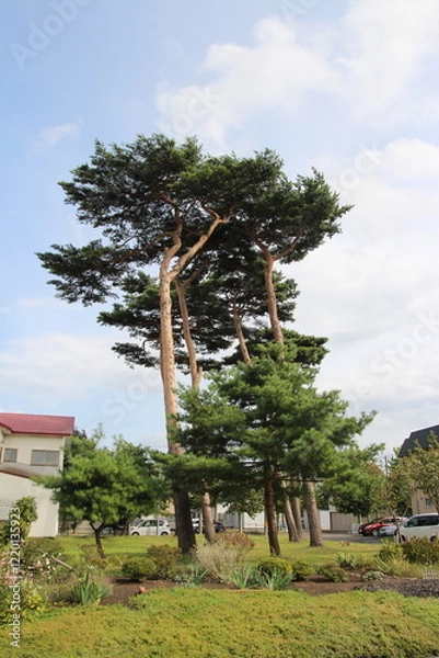 Obraz 삿포로 여행