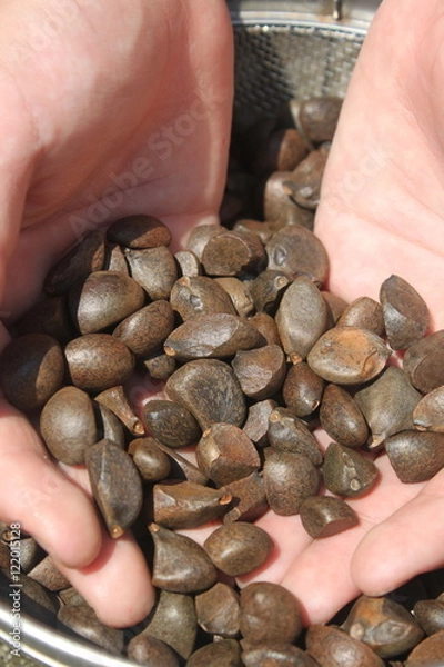 Obraz つばきの種