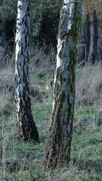 Obraz Koleżanki brzozki