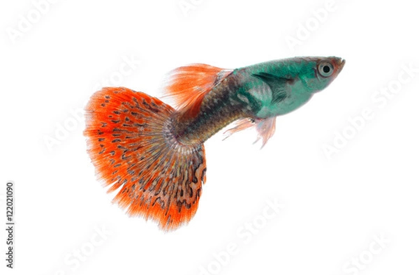 Obraz A guppy fish isolated on white background
