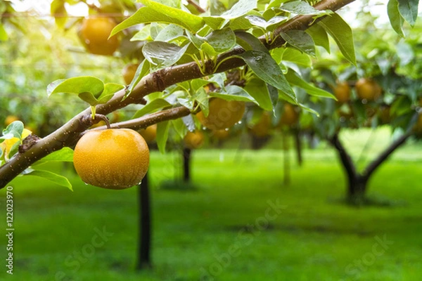 Obraz Chińska gruszka w Fukushima Garden w Japonii