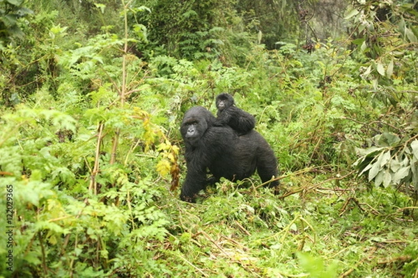 Fototapeta Wild Gorilla animal Rwanda Africa tropical Forest