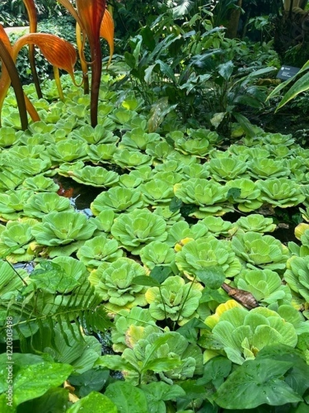 Obraz Aquatic plants, pistia