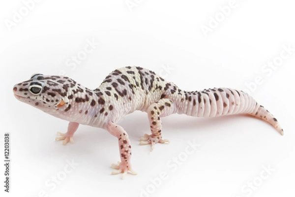 Fototapeta Gekon tygrysi