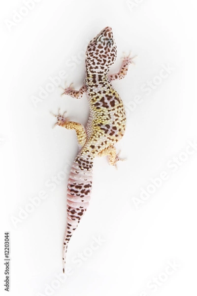 Fototapeta Leopard Gecko