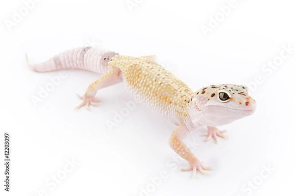Obraz Leopard Gecko