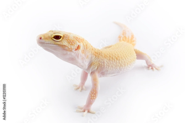 Fototapeta Leopard Gecko