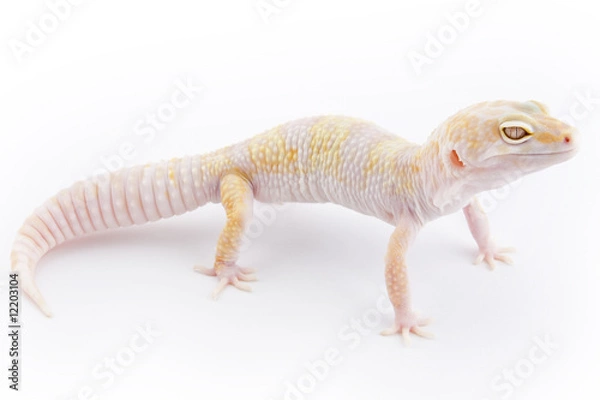 Fototapeta Leopard Gecko