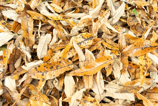 Fototapeta 全面の落ち葉
