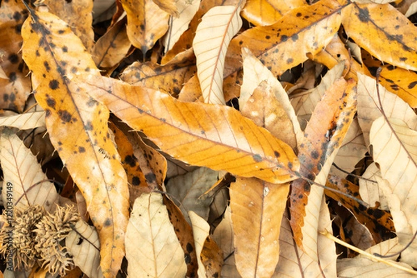 Fototapeta 全面の落ち葉