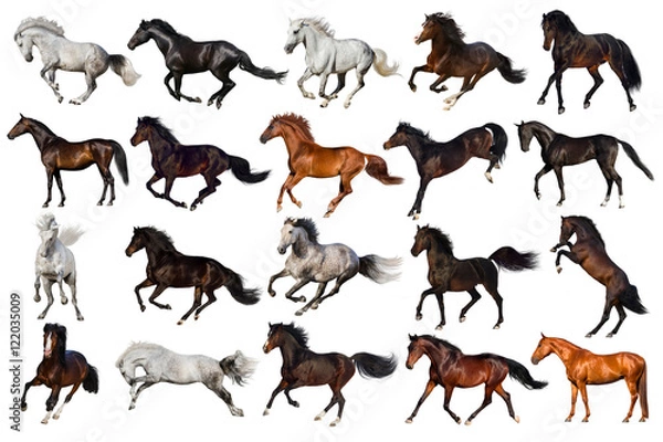 Obraz Horse collection isolated on white background